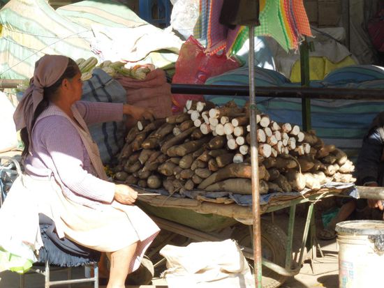 Frische Maniokwurzeln - eine Art "Kartoffel"