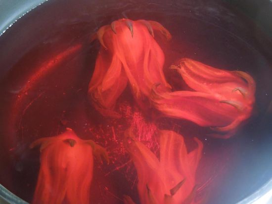 Die Blüten der Flor de Jamaica - daraus gibts einen köstlichen Saft !!!