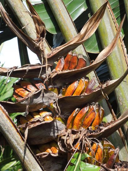 Munzige Banänli (= kleine Bananen) ... supersüss!