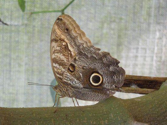 Ein wunderschöner Flattermann ...