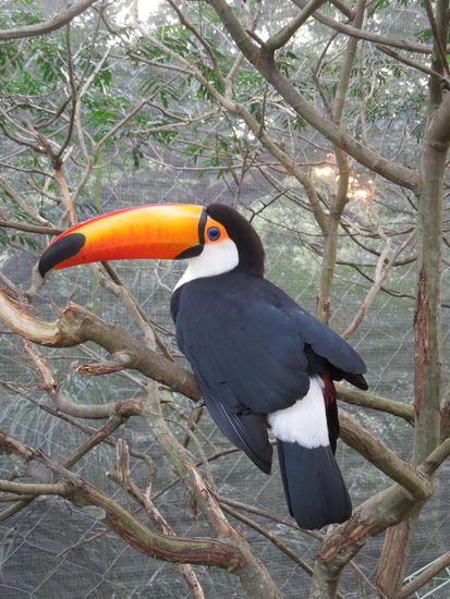 Hola chicos, mi nombre es TUCAN 