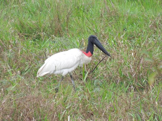 Jabiru auf Futtersuche