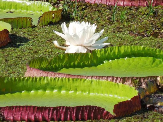 Geniale Seerosenperspektive