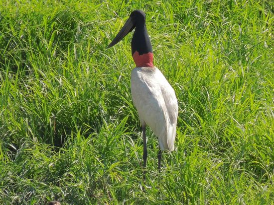 Jabiru in voller Grösse mit schickem rotem "Schal"