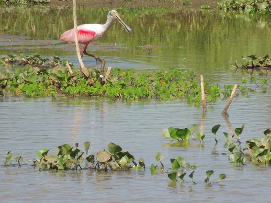 Wanted - wer kennt das gefiederte Etwas?