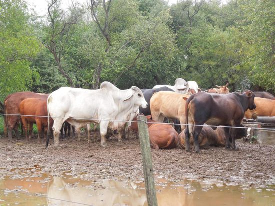 Rinderherde mit nassen Füssen