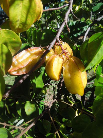 So was steht einfach im Garten - ein Baum voll Karamboles (Sternenfrucht)