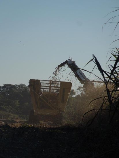 Zuckerrohrernte in vollem Gange
