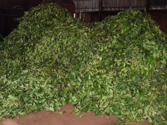Mate - hier im Rohzustand, wie er von den Zulieferern gebracht wird. Aus 2,5kg "Rohware entsteht am Ende 1kg Yerba Mate.