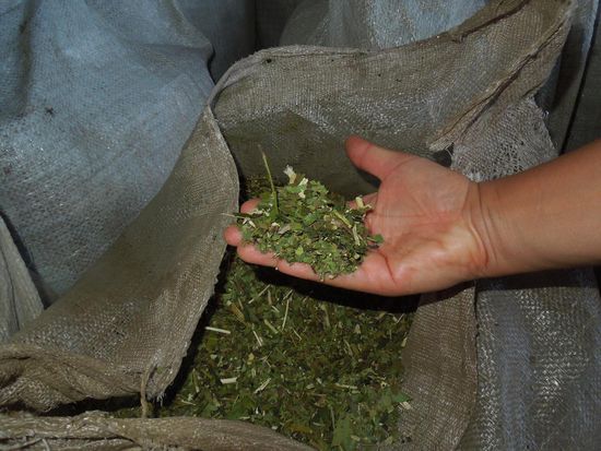 ... und so schaut`s am Ende aus - Yerba Mate.