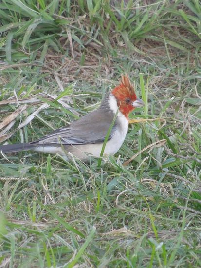 Roter Kopf - 
bei uns nicht so angesagt, aber dem kleinen Flattermann steht´s!