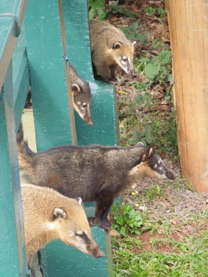 Die Coaties lauerten hungrig auf runtergefallene Leckerbissen 
