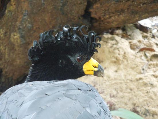 Ob der denselben Friseur hat wie Claudio?