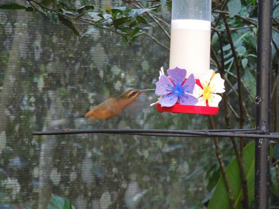 Der kleine Flattermann ist schwer einzufangen mit der Kamera 