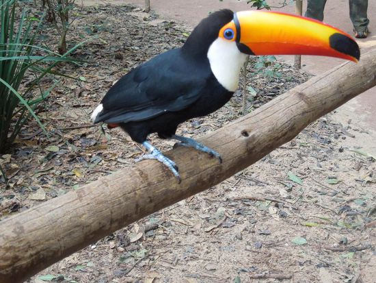 Tucan beim Posing  ...