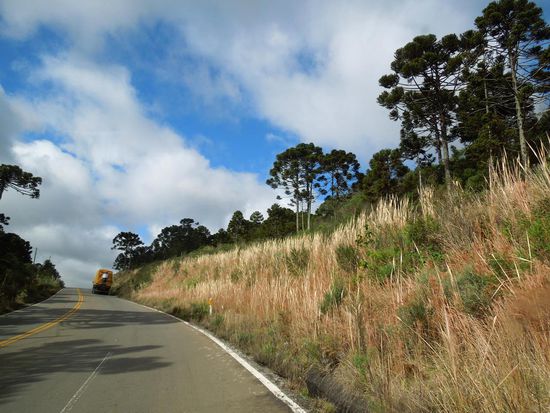 Wunderschöne Araukarien am Wegesrand