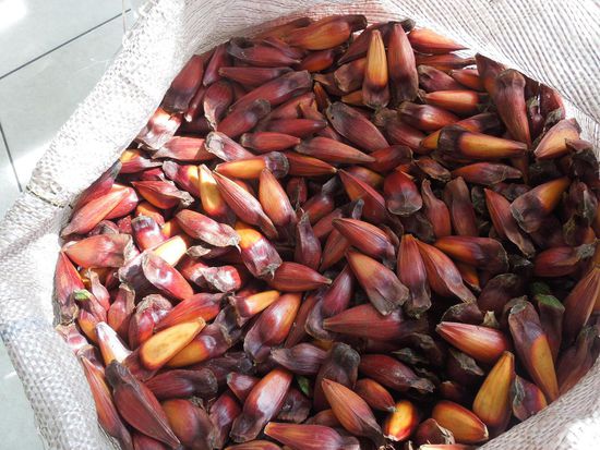 Pinhão-Zapfen kurz in Wasser kochen, dann auspulen und geniessen