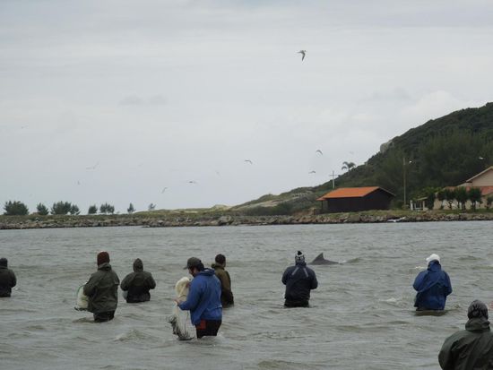 Der Delfin treibt die Fische zusammen ...