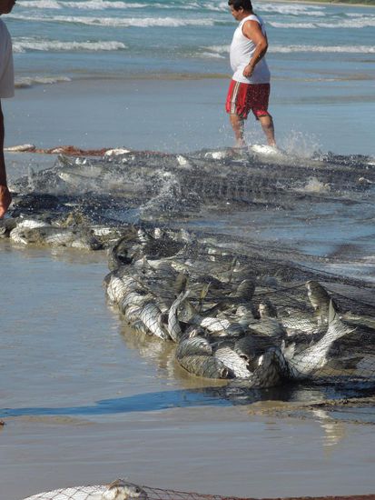 ... und dafür gibts richtig viel Fisch!