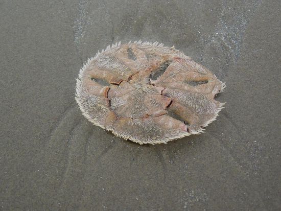 Unzählige dieser Tierchen gabs am Strand ... Seesterne mit Fransen?