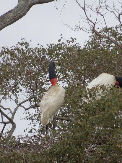 Jabirus beim Nestbau