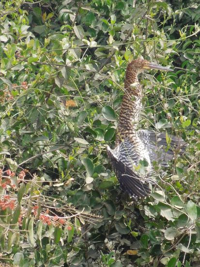 Ein Vogel beim Sonnenbaden - super versteckt im Busch