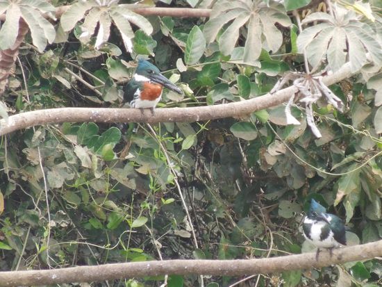 Ein Kingfisher-Pärchen