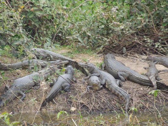 Kaimanisches Sonnenbad