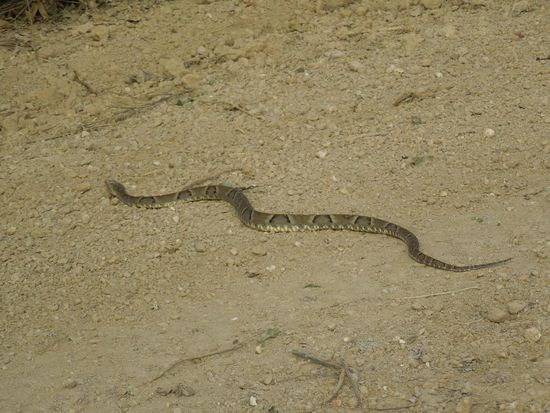 Elegant &amp; giftig