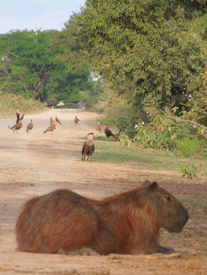 Ein gar nicht scheues Wasserschwein ...