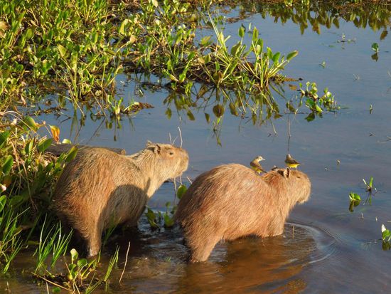 ... während die zwei gleich die Flucht nach vorn ergriffen 