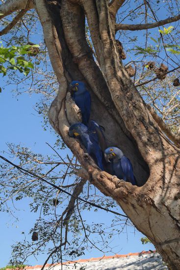 Knuffige Aras in ihrem Versteck