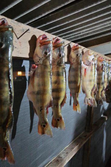 Der Fang  brasiliansicher Fischer von einem Tag - 
mehr als 40 Tucanaré