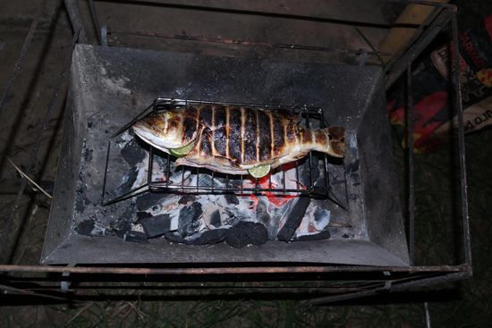 Wir wurden mit zwei Exemplaren beschenkt, die Stefan köstlich auf dem Grill zubereitete - ein Genuss