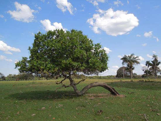 Sogar die Bäume waren gaanz relaxt