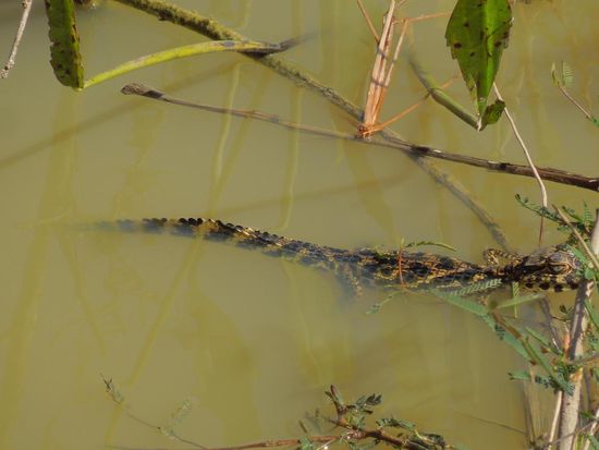 Mini-Kaimane beim Schwimmkurs