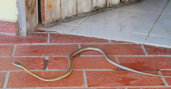 Unser WC-Schlangen-Exemplar ... ganz schön lang