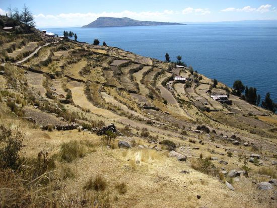 Terrassenförmiger Quinoa Anbau auf Taquile