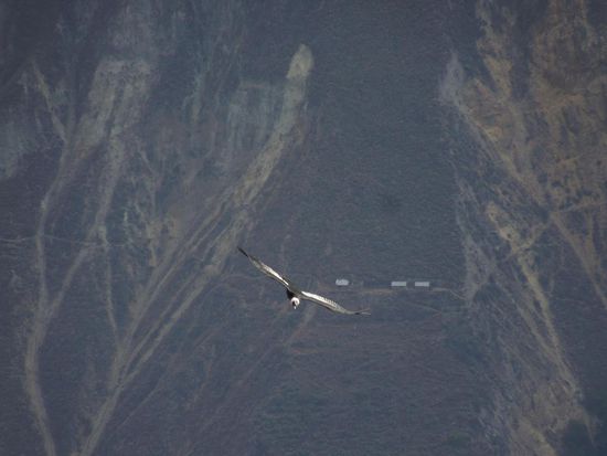 nach diesen genialen Gleitern.