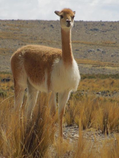 Ein zahmes flauschiges Vicuña ganz in der Nähe.
