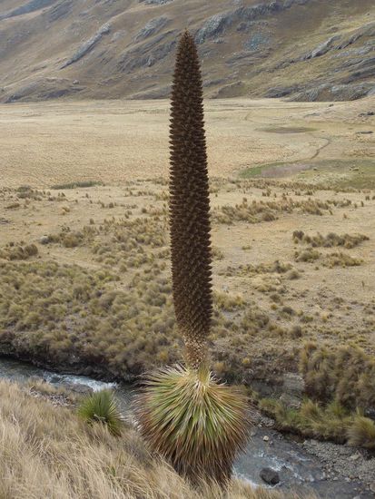 bis zur Puya Raymondi (= Riesenbromelie)