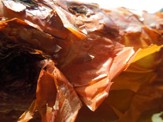 Die Rinde des Myrthenbaumes - hauchdünn