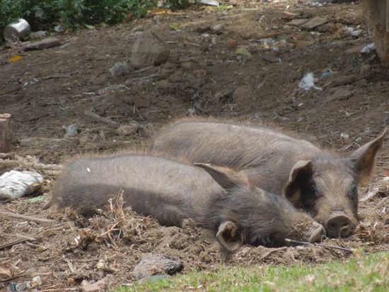 vorbei an kleinen Kuschelschweinen am Wegesrand