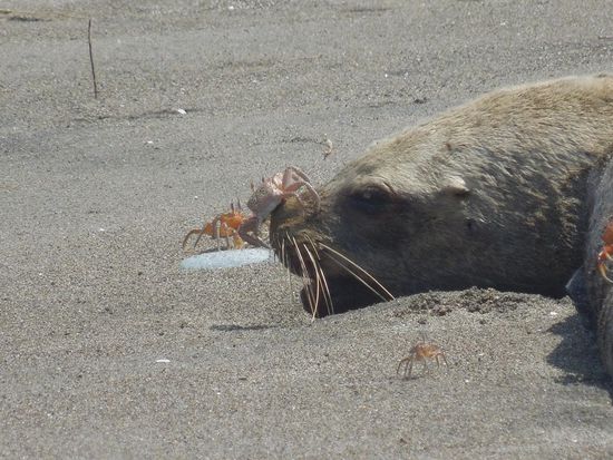 Da haben die kleinen Kebsli noch was vor ... 