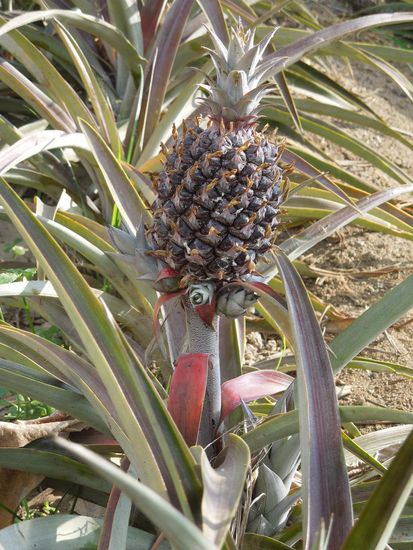 und so wächst ein einzelnes Früchtchen.