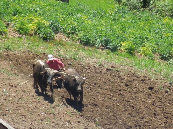 Hier ist das Ackern noch echte Handarbeit.