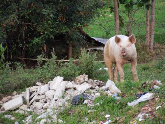 Viel Schwein unterwegs 