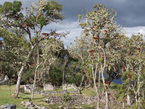 Wie ein Zauberwald ...