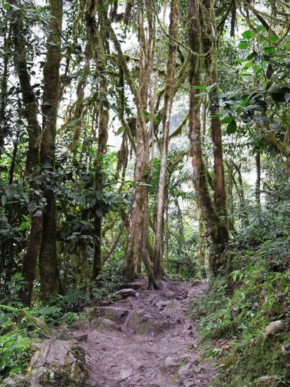 Verschlungener und dicht bewachsener Wanderweg.