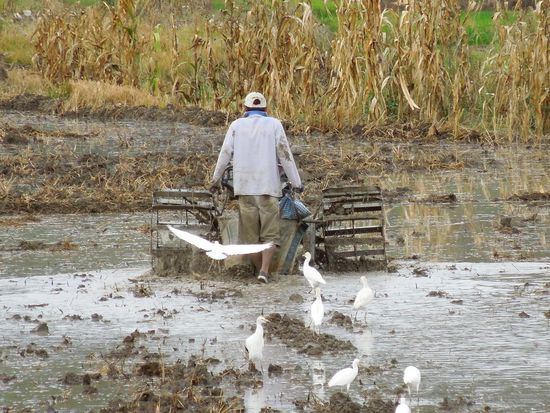 Das Feld wird vorbereitet ...